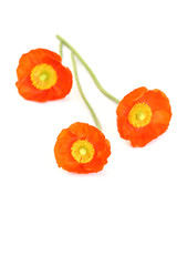 Naklejka premium red poppies