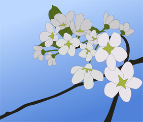 cherry-tree © Mateusz Grądman
