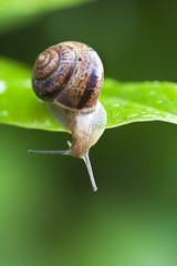 Brown snail on a green leaf