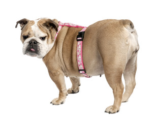 english Bulldog (7 years old)