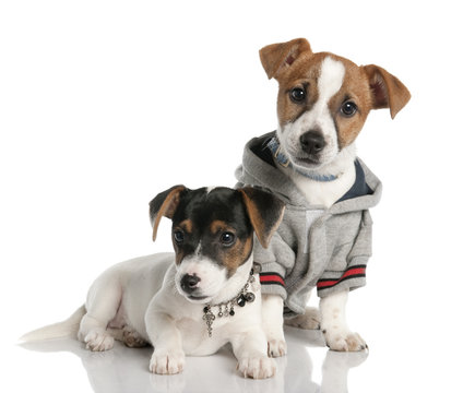 two Jack russell puppy (3 months old)