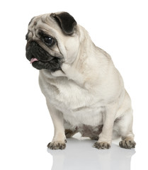 Fototapeta premium pug (2 years old)