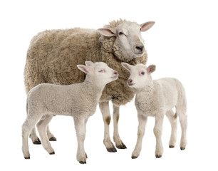 Fototapeta premium owca z dwoma jagniętami