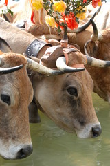 transhumance