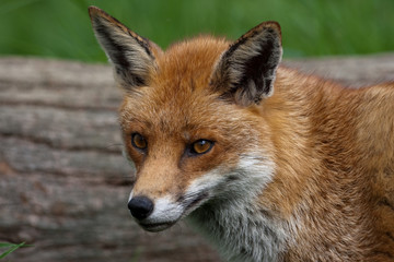 Naklejka na ściany i meble Red Fox w brytyjskich wiejskie