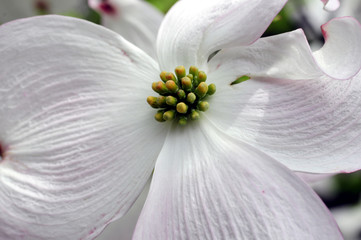 Obraz premium Il cuore del fiore