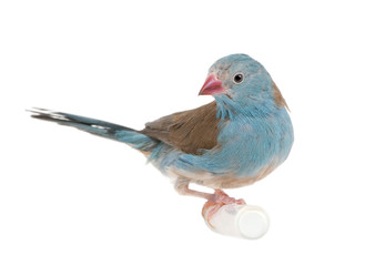 Blue-breasted Cordon-bleu - Uraeginthus angolensis