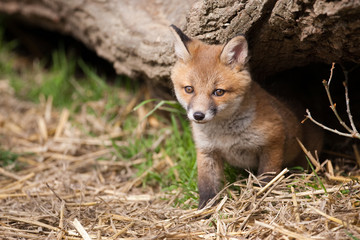 Red Fox in British Countryside