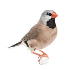 Black-throated Finch - Poephila cincta
