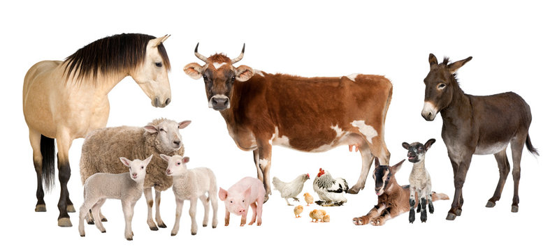 group of farm animals : cow, sheep, horse, donkey, chicken, lamb