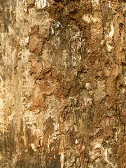 Wooden texture