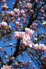 flowerage
