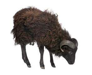 Papier Peint photo Moutons Black sheep - Ouessant ram (4 years old)