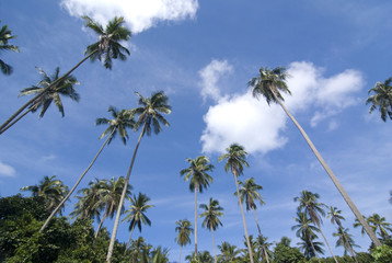 Obraz premium tropical beach with coconut trees