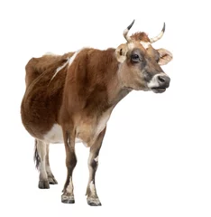 Poster brown Jersey cow (10 years old) © Eric Isselée