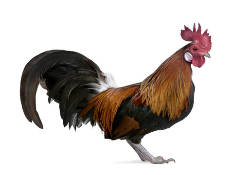 Gallic rooster (1 year old)