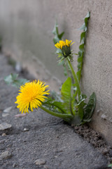 Dandelion in city