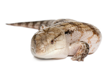 Blue-tongued skink - Tiliqua Scincoides (7 yeras old - female)