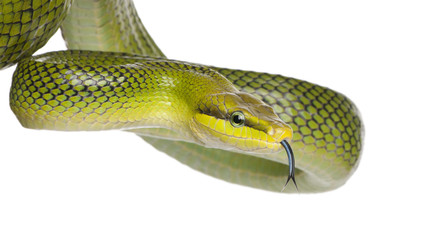 Fototapeta premium Red-tailed Green Ratsnake - Gonyosoma oxycephalum