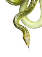 Obraz premium Red-tailed Green Ratsnake - Gonyosoma oxycephalum