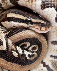 Fototapeta premium Close up on a Young Python regius (10 months old)