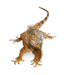 Green Iguana - Iguana iguana (6 years old)