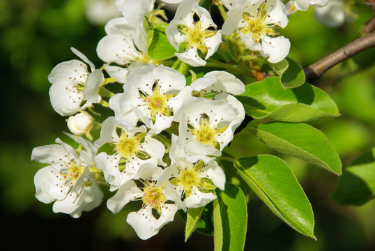 Birnbaumblüte - flowering of pear tree 04