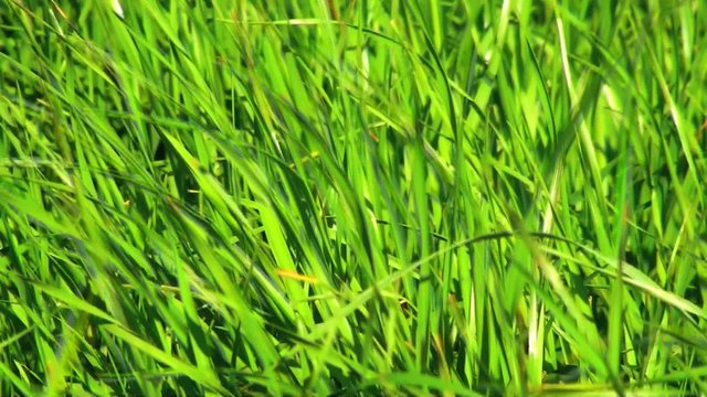 gras im wind