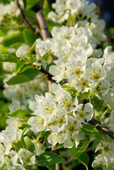 Birnbaumblüte - flowering of pear tree 25