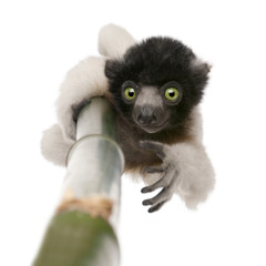 young Crowned Sifaka - Propithecus coronatus (3 months)