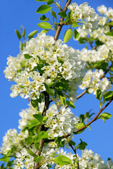 Birnbaumblüte - flowering of pear tree 29
