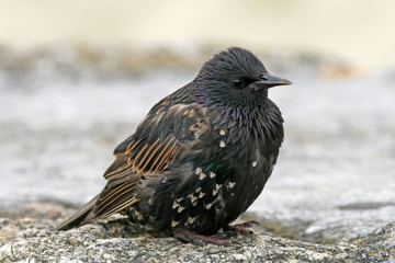 Star, Sturnus vulgaris, Starling