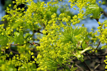 Ahornblüte - flowering of maple tree 02