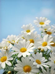 Photo sur Plexiglas Marguerites Field of daisy