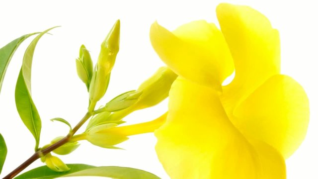 Zoom arri&egrave;re sur allamanda jaune.