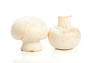 Fresh mushrooms on white background