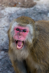 Macaca fuscata, Japanese Macaque