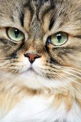 Close-up portrait of Siberian cat