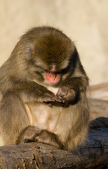 Macaca fuscata, Japanese Macaque