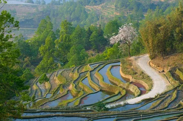 Foto op Plexiglas rice terraces of yuanyang,  yunnan, china © javarman