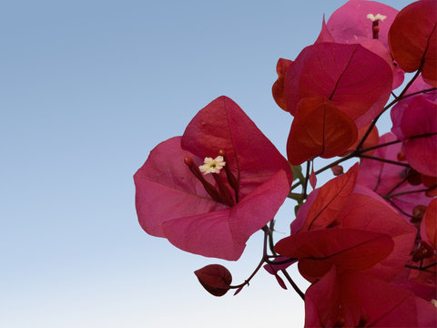 flower of bougainvillea isolated on sky