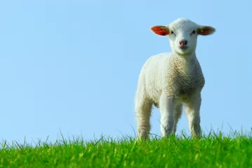Papier Peint photo Lavable Moutons agneau mignon au printemps