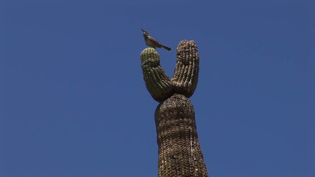Singender Vogel auf Saguaro Kaktus