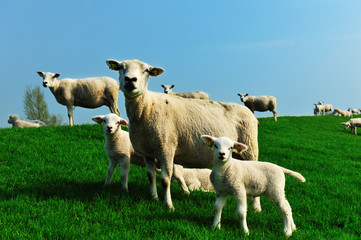 Fototapeta premium cute lambs in spring