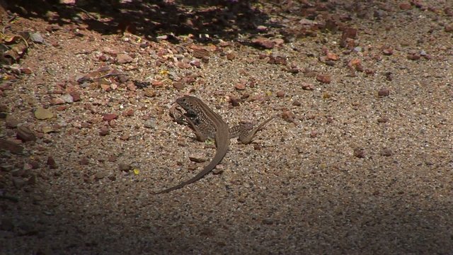 Sonoran Spotted Whiptail, Gila Spotted Whiptail