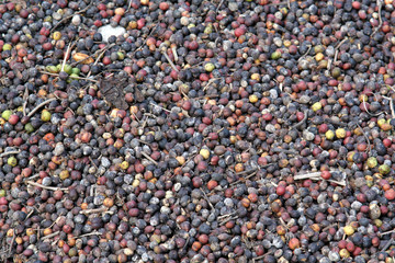 Close-up of Coffee Fruit