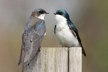 Pair of Tree Swallows on a stump
