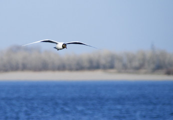 Seagull  flying over the river over big blue sky background