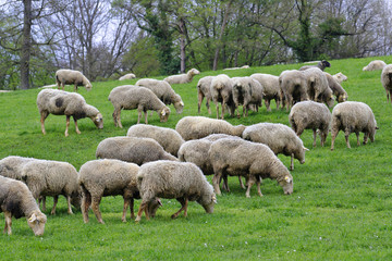 Naklejka premium Moutons au pré