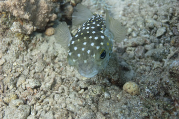 Yellow Spotted burrfish